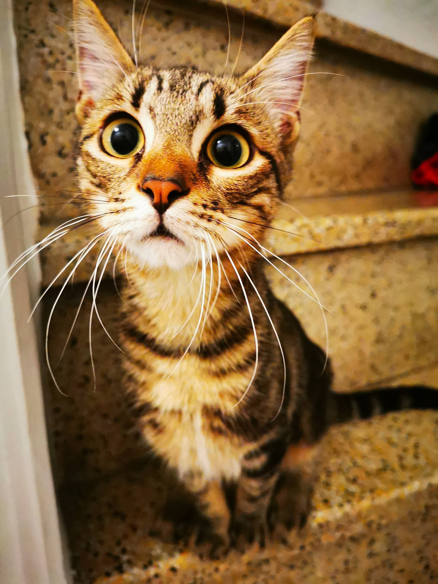 Possédé participe au concours pour gagner de l'argent avec cette photo : aegean_cat, american_shorthair, asian, bengal, carnivore, cat, close_up, domestic_short_haired_cat, dragon_li, european_shorthair, eye, felidae, kitten, mammal, ocicat, small_to_medium_sized_cats, snout, tabby_cat, toyger, whiskers
