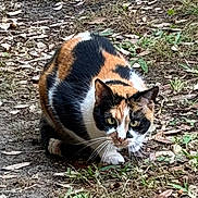 Felony joined the competition — help win amazing prizes! alert, animal, calico_cat, cat, closeup, crouching, curious, dirt, eyes, feline, fur, grass, ground, leaves, mammal, nature, outdoor, pet, whiskers, wildlife