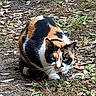 alert, animal, calico_cat, cat, closeup, crouching, curious, dirt, eyes, feline, fur, grass, ground, leaves, mammal, nature, outdoor, pet, whiskers, wildlife
