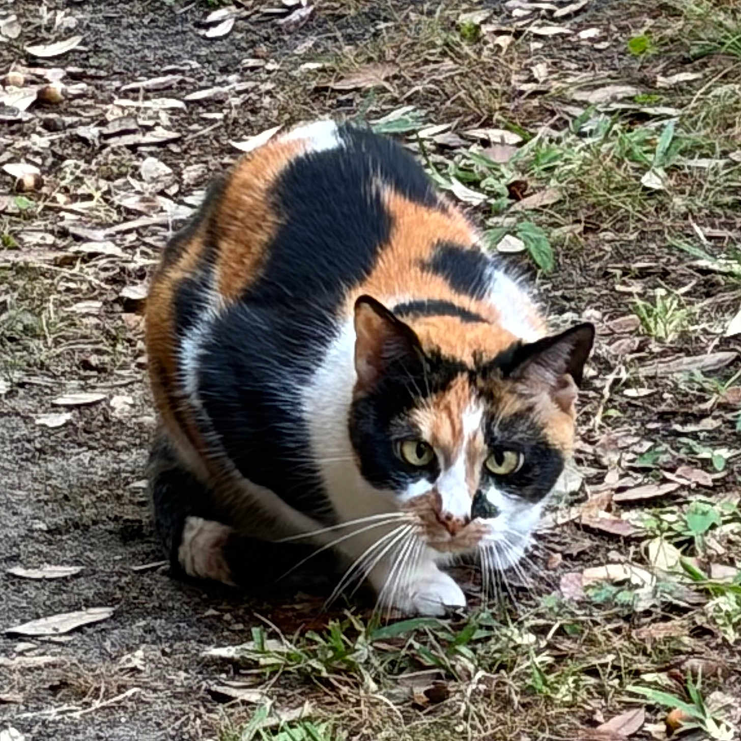 Felony joined the competition — help win amazing prizes! alert, animal, calico_cat, cat, closeup, crouching, curious, dirt, eyes, feline, fur, grass, ground, leaves, mammal, nature, outdoor, pet, whiskers, wildlife