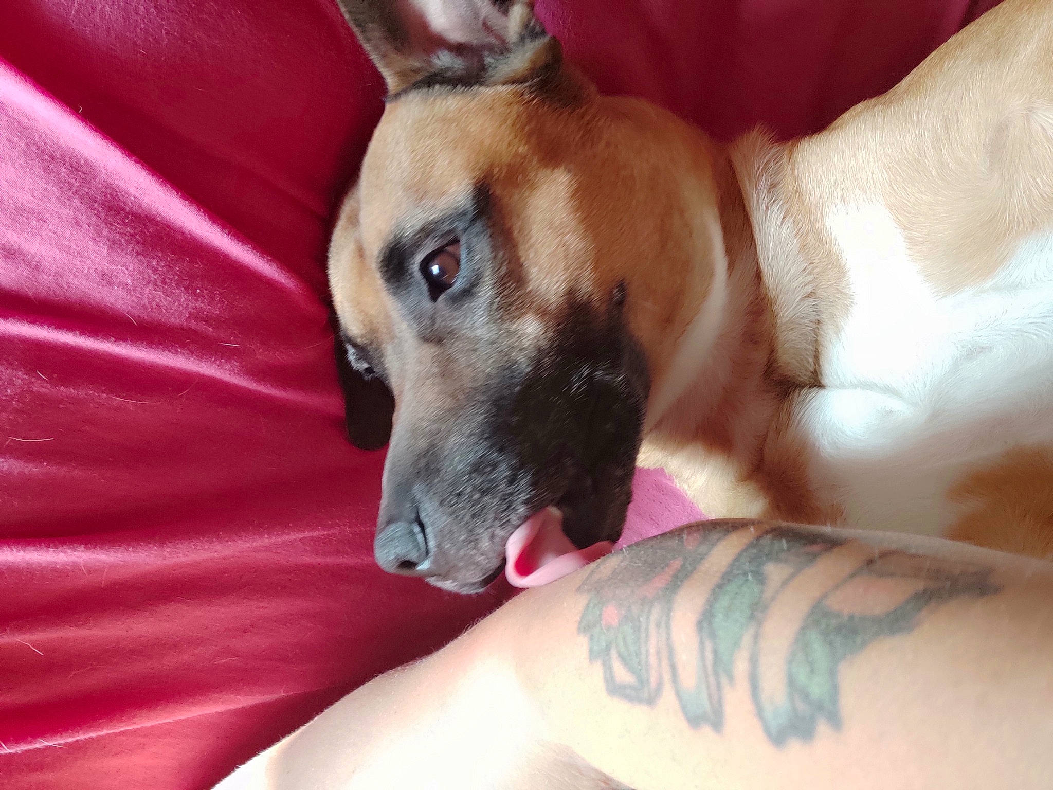 Ayron participe au concours pour gagner de l'argent avec cette photo : canidae, carnivore, collar, comfort, companion_dog, dog, dog_breed, dog_supply, elbow, fawn, flesh, fur, human_leg, nap, paw, snout, sporting_group, toy_dog, whiskers, wrist