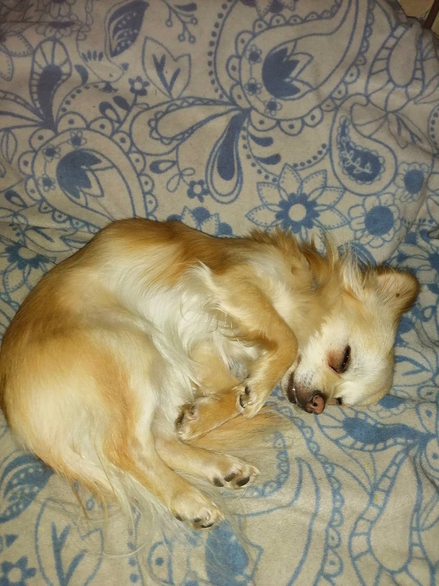 Fonzy a rejoint le concours — aidez-le/la à gagner de superbes lots ! canidae, carnivore, companion_dog, dog, dog_breed, fawn, fur, golden_retriever, mammal, nap, retriever, sporting_group, tail