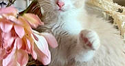 Bella joined the competition — help win amazing prizes! cat, kitten, blue_eyes, white_fur, fluffy, pet, animal, portrait, sitting, raised_paw, flowers, pink_flowers, indoor, decorative_background, patterned_fabric, basket, whiskers, pointed_ears, cute, closeup
