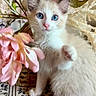 cat, kitten, blue_eyes, white_fur, fluffy, pet, animal, portrait, sitting, raised_paw, flowers, pink_flowers, indoor, decorative_background, patterned_fabric, basket, whiskers, pointed_ears, cute, closeup