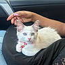 cat, kitten, white_cat, fluffy, blue_eyes, pink_nose, collar, bell, sitting, lying_down, pet, animal, car, interior, human_hand, lap, black_clothing, lace, window, storefront