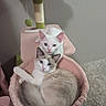 cats, kittens, pet, animal, feline, white_cat, cream_cat, blue_eyes, pink_cat_tree, hammock, cuddling, sleeping, indoor, home, carpet, wall, hanging_toy, cute, portrait, cozy