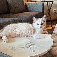 Bella joined the competition — help win amazing prizes! cat, kitten, white_fur, blue_eyes, fluffy, lying_down, relaxed, portrait, indoors, living_room, coffee_table, marble_table, couch, pillows, collectibles, figurines, lamp, cozy, home_decor, pet