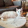 cat, kitten, white_fur, blue_eyes, fluffy, lying_down, relaxed, portrait, indoors, living_room, coffee_table, marble_table, couch, pillows, collectibles, figurines, lamp, cozy, home_decor, pet