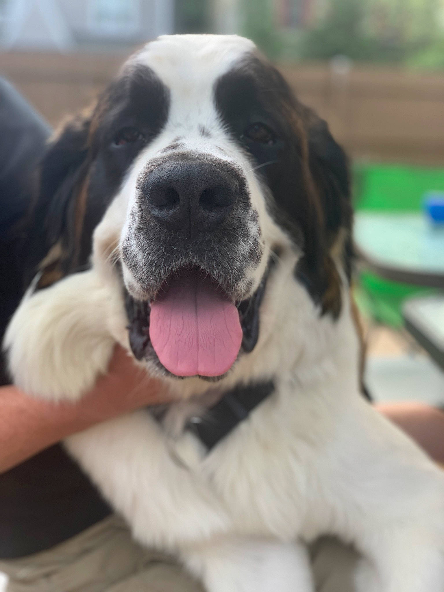 Halsey joined the competition — help win amazing prizes! canidae, carnivore, companion_dog, dog, dog_breed, fawn, giant_dog_breed, landseer, mammal, moscow_watchdog, mucuchies, nose, pyrenean_mastiff, rare_breed_dog, snout, sporting_group, st_bernard, vertebrate, working_dog