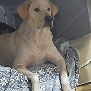 Daphne joined the competition — help win amazing prizes! dog, labrador, golden_retriever, pet, animal, indoor, blanket, resting, cozy, fur, mammal, paw, cute, canine, companion, home, relaxed, lying_down, domestic_animal, portrait