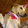 Daphne is registered to the contest to win money with this photo: dog, party_hat, bandana, wooden_floor, celebration, pet, canine, festive, pink, colorful, pom_poms, cupcake_design, lying_down, close_up, cute, playful, indoor, fur, mammal, domestic_animal