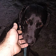Goose is registered to the contest to win money with this photo: dog, black_dog, hand, petting, night, dark, leash, animal, canine, closeup, outdoor, person_hand, fur, portrait, companion, friendly, loyal, domestic_animal, quiet, calm