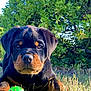 animal, black_and_tan, chew_toy, closeup, dog, ears, eyes, face, grass, green_toy, nature, outdoor, pet, playful, puppy, rottweiler, snout, sunlight, toy, young_dog
