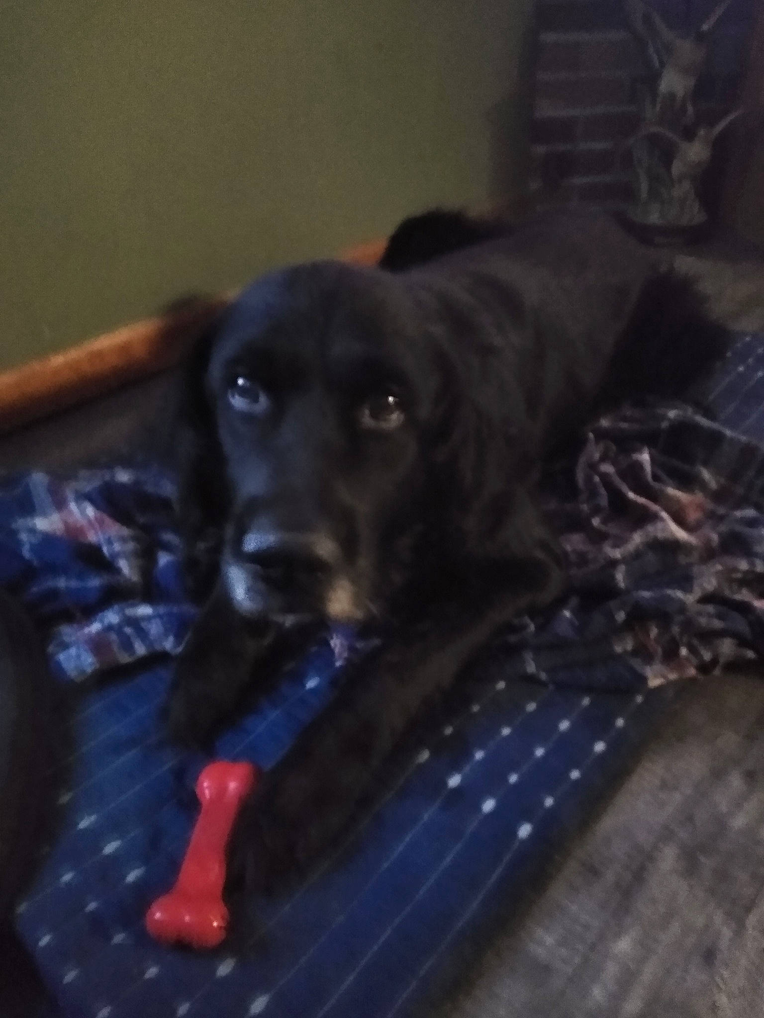 Murphy is registered to the contest to win money with this photo: borador, carnivore, comfort, companion_dog, dog, dog_breed, dog_supply, electric_blue, floor, flooring, fur, gun_dog, hardwood, liver, retriever, snout, sporting_group, terrestrial_animal, whiskers, working_animal