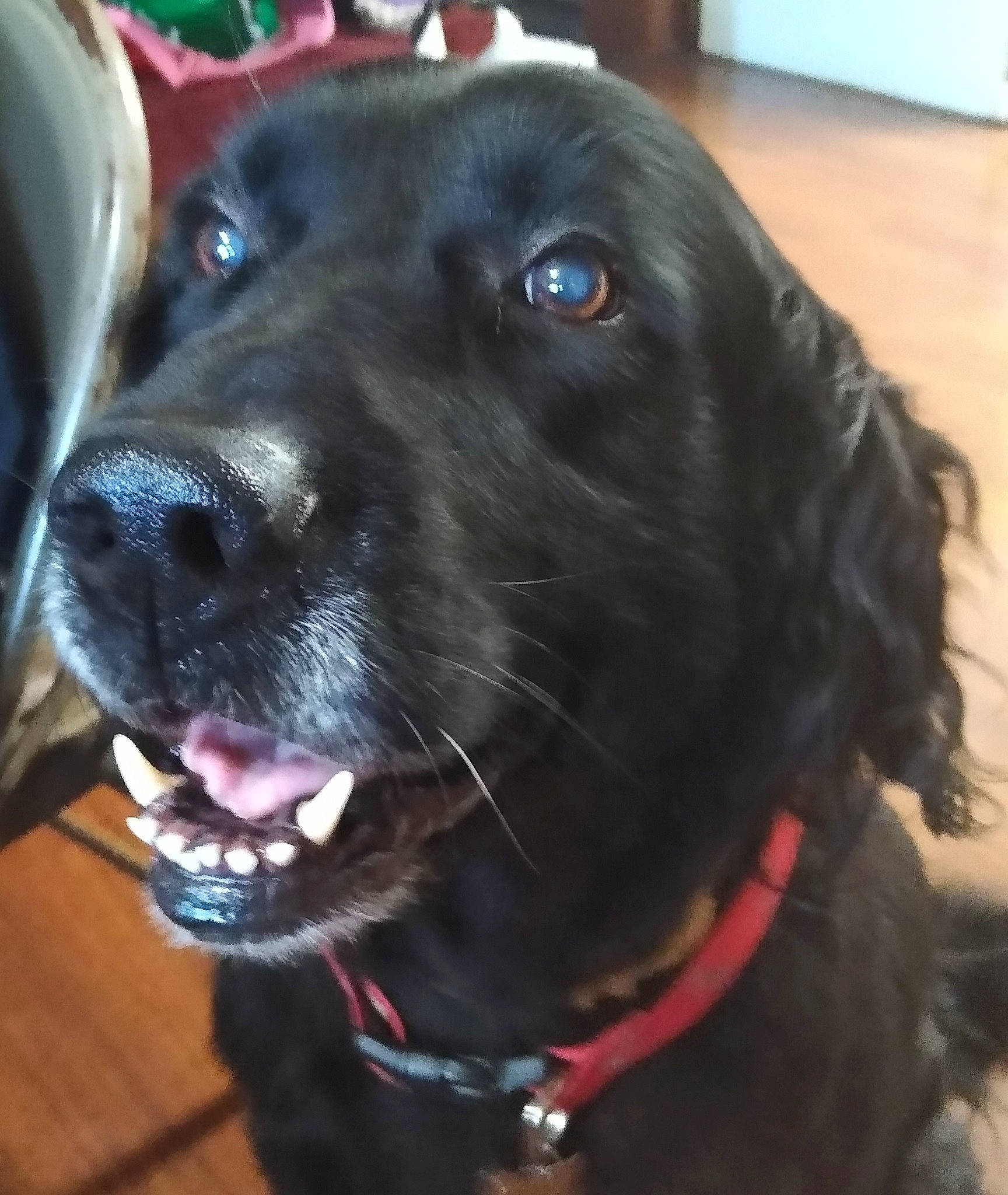 Murphy is registered to the contest to win money with this photo: borador, canidae, carnivore, collar, companion_dog, dog, dog_breed, dog_collar, event, fur, giant_dog_breed, gun_dog, labrador_retriever, leash, liver, retriever, sporting_group, whiskers, working_animal, working_dog