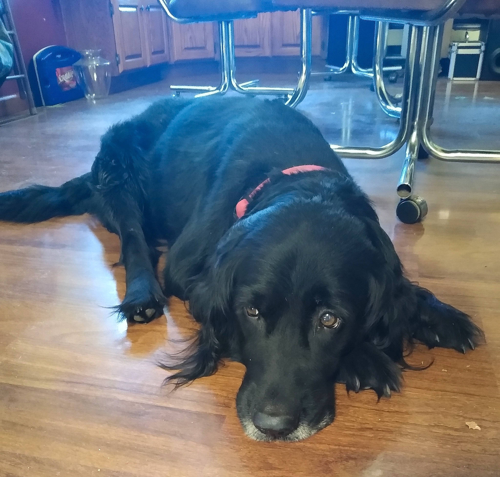 Murphy is registered to the contest to win money with this photo: carnivore, chair, companion_dog, dog, dog_breed, door_mat, floor, flooring, fur, hardwood, laminate_flooring, liver, natural_material, snout, tail, varnish, wood, wood_flooring, wood_stain, working_animal