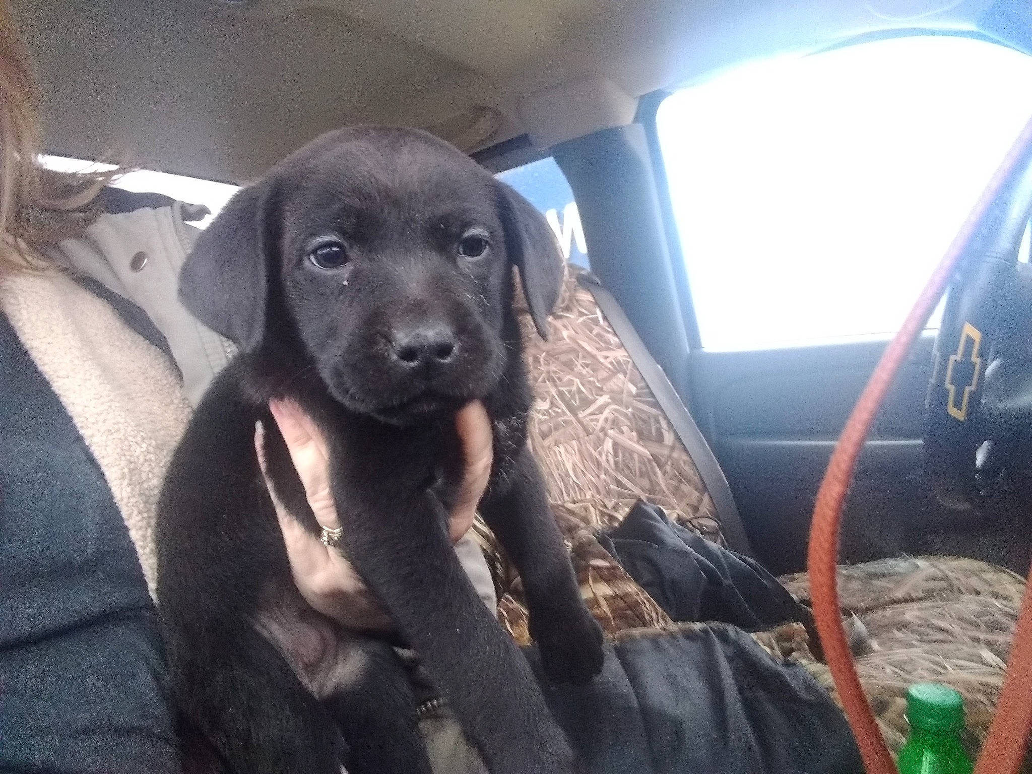 Ruby is registered to the contest to win money with this photo: auto_part, borador, canidae, car_seat, car_seat_cover, carnivore, companion_dog, dog, dog_breed, family_car, fawn, fur, guard_dog, gun_dog, liver, sporting_group, vehicle, vehicle_door, window, working_animal