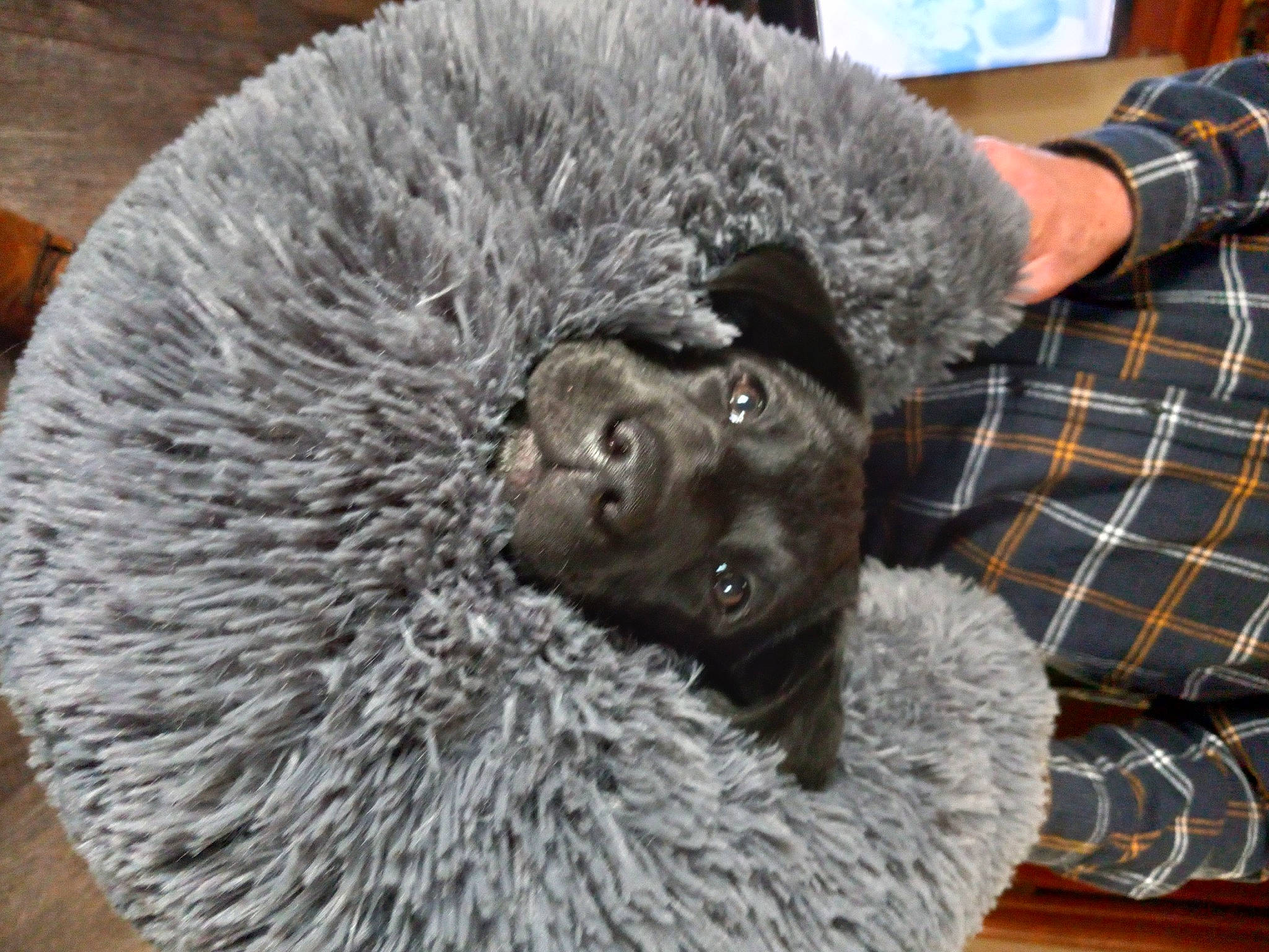 Ruby joined the competition — help win amazing prizes! claw, fur, natural_material, pattern, plaid, porcupine, snout, tail, tartan, terrestrial_animal, whiskers, wildlife