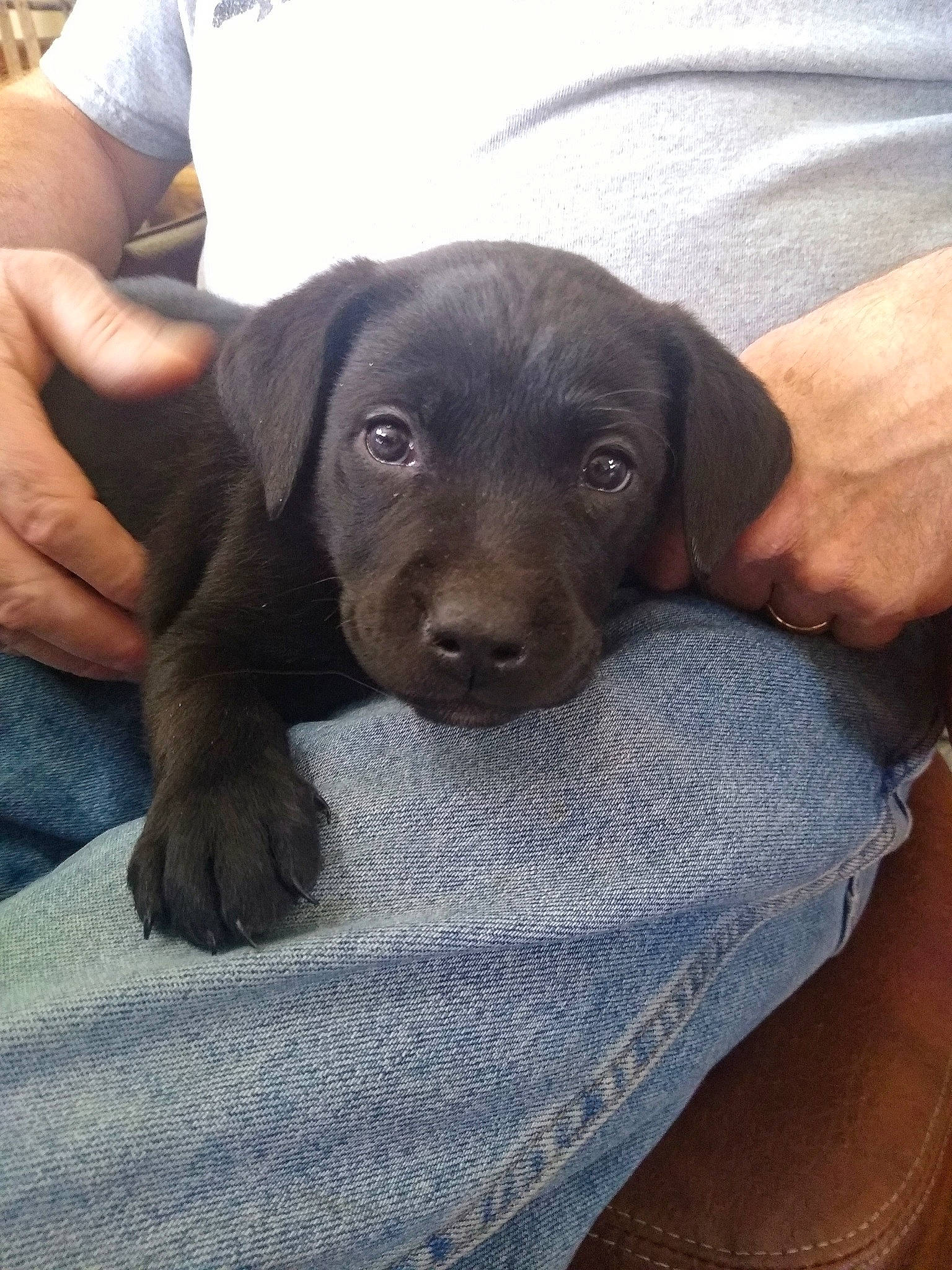 Ruby is registered to the contest to win money with this photo: borador, canidae, carnivore, comfort, companion_dog, dog, dog_breed, eye, fawn, fur, liver, puppy, selfie, sitting, snout, sporting_group, terrestrial_animal, whiskers, working_animal