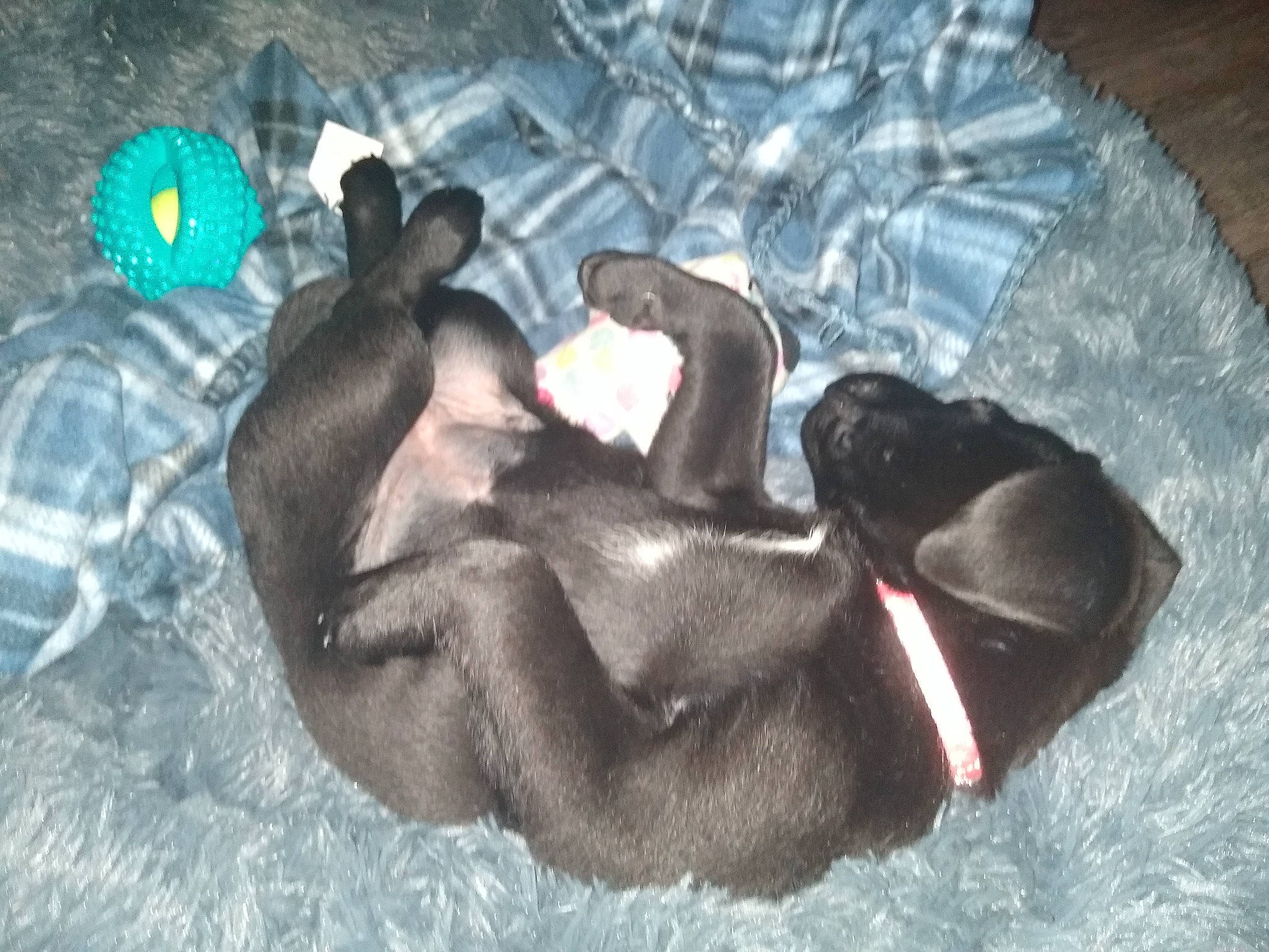 Ruby joined the competition — help win amazing prizes! carnivore, comfort, companion_dog, dog, dog_breed, fur, grey, guard_dog, liver, nap, paw, terrestrial_animal