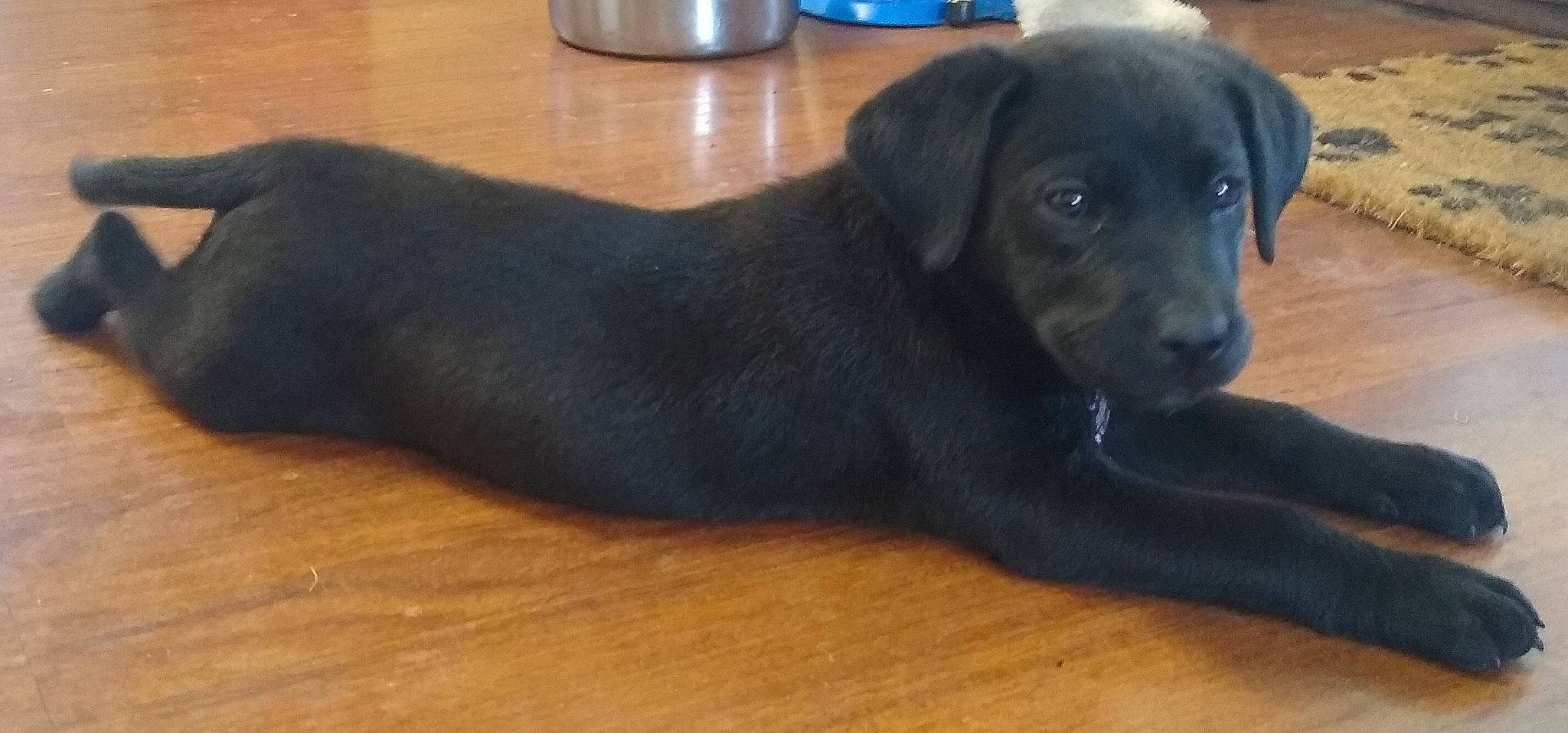 Ruby is registered to the contest to win money with this photo: borador, canidae, carnivore, collar, companion_dog, dog, dog_breed, dog_collar, door_mat, flooring, fur, hardwood, liver, pet_supply, sporting_group, tail, terrestrial_animal, whiskers, wood, working_animal