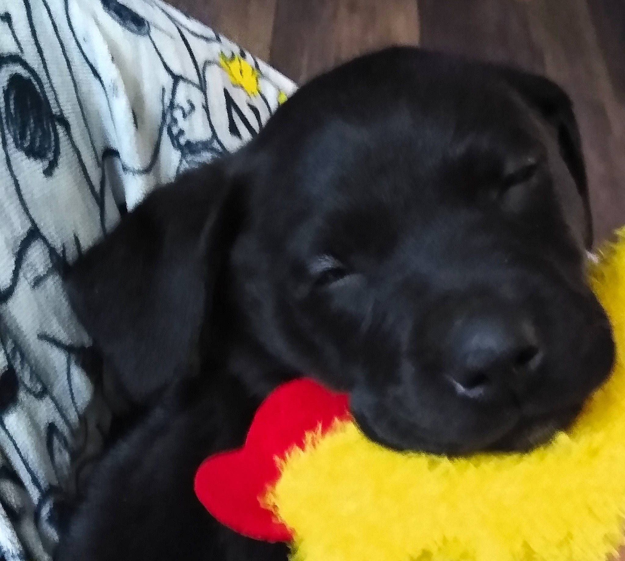 Ruby is registered to the contest to win money with this photo: borador, canidae, carnivore, comfort, companion_dog, dog, dog_breed, dog_supply, dog_toy, fawn, fur, paw, pet_supply, snout, sporting_group, tail, toy, toy_dog, whiskers, working_animal