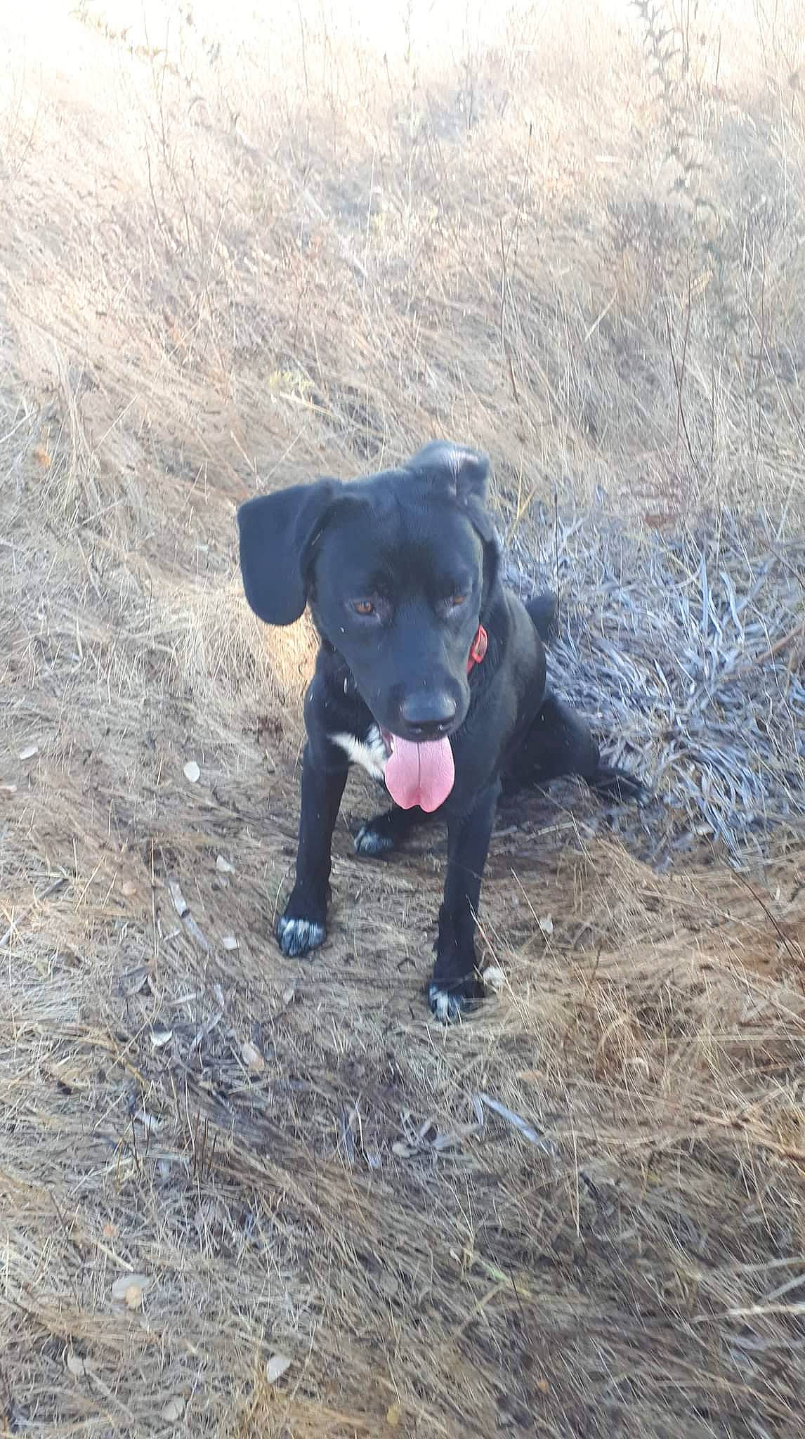 Sultan participe au concours pour gagner de l'argent avec cette photo : adventure, borador, carnivore, collar, companion_dog, dog, dog_breed, dog_collar, grass, gun_dog, hunting_dog, labrador_retriever, mammal, non_sporting_group, plant, retriever, soil, sporting_group, terrestrial_animal, working_animal