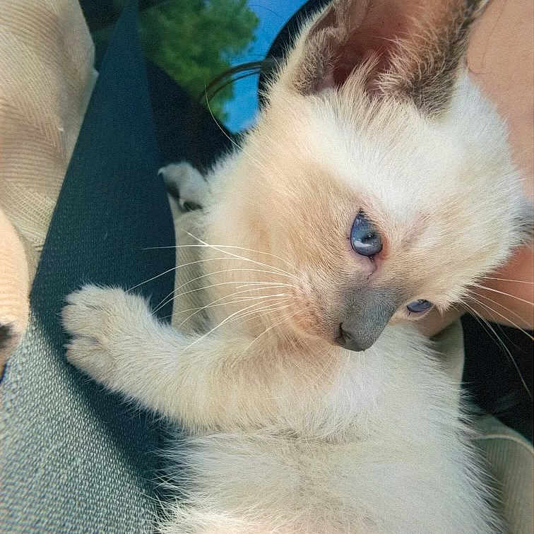 Cwtch joined the competition — help win amazing prizes! animal, blue_eyes, car, cat, claw, close_up, curious, cute, fur, indoor, kitten, light, pet, seatbelt, siamese, soft, travel, whiskers, window, young