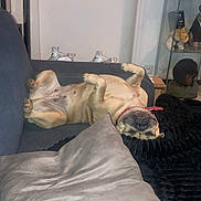 Princess participe au concours pour gagner de l'argent avec cette photo : dog, upside_down, couch, pillow, blanket, indoor, relaxed, pet, fur, canine, domestic_animal, living_room, sleeping, resting, collar, furniture, cozy, home, animal, cute