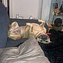 dog, upside_down, couch, pillow, blanket, indoor, relaxed, pet, fur, canine, domestic_animal, living_room, sleeping, resting, collar, furniture, cozy, home, animal, cute