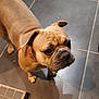 Princess a rejoint le concours — aidez-le/la à gagner de superbes lots ! bulldog, dog, pet, animal, floor, tile, indoor, curious, paw, footwear, sandal, brown, fur, wrinkles, collar, domestic, companion, looking_up, shadow, closeup