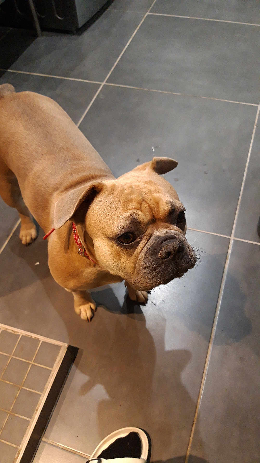Princess a rejoint le concours — aidez-le/la à gagner de superbes lots ! bulldog, dog, pet, animal, floor, tile, indoor, curious, paw, footwear, sandal, brown, fur, wrinkles, collar, domestic, companion, looking_up, shadow, closeup