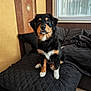 Arès a rejoint le concours — aidez-le/la à gagner de superbes lots ! puppy, dog, black, tan, fur, indoor, blanket, couch, window, pet, animal, young, sitting, curious, cozy, quilted, soft, face, paws, home