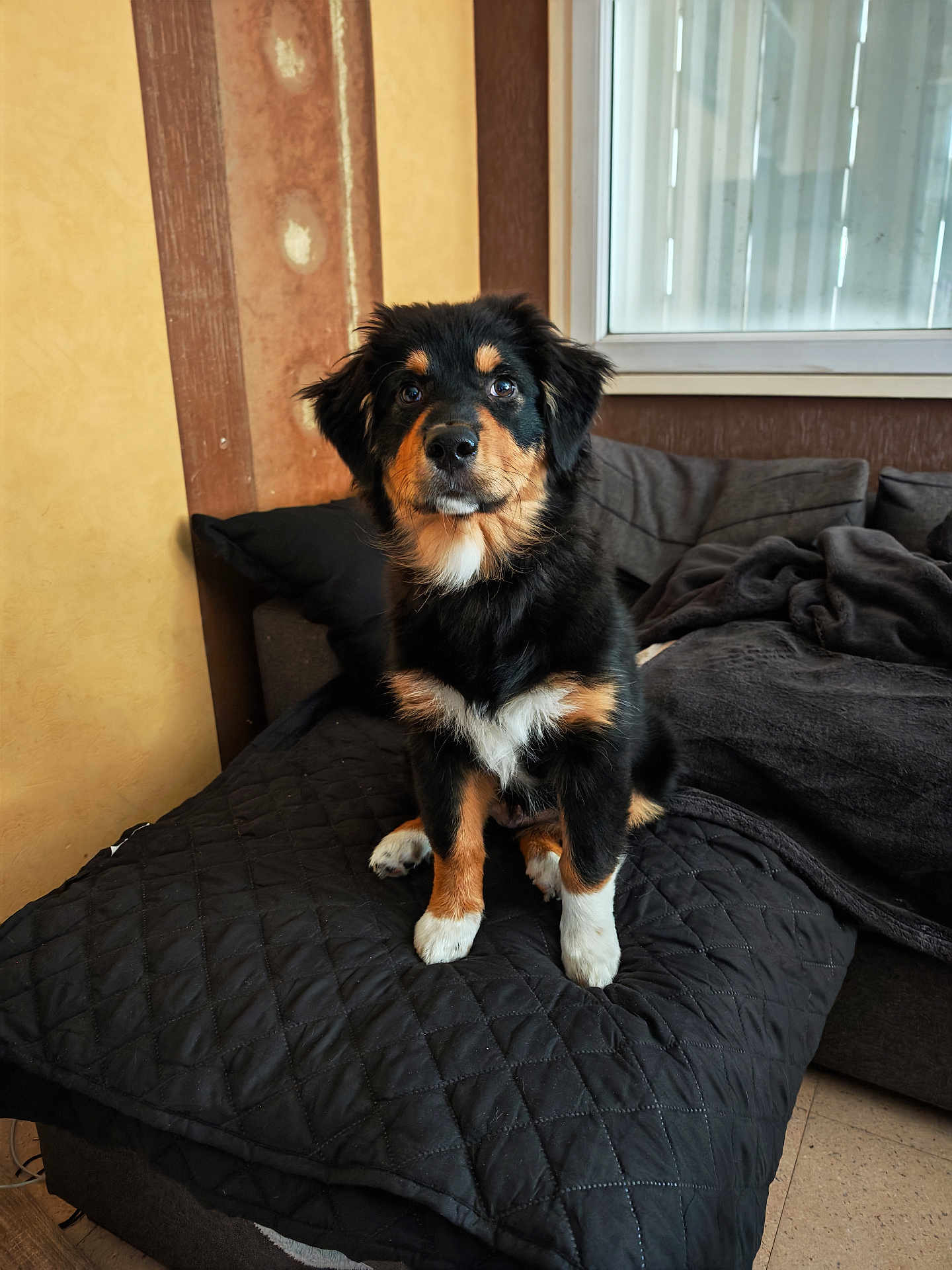 Arès a rejoint le concours — aidez-le/la à gagner de superbes lots ! puppy, dog, black, tan, fur, indoor, blanket, couch, window, pet, animal, young, sitting, curious, cozy, quilted, soft, face, paws, home