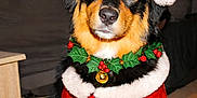 Arès participe au concours pour gagner de l'argent avec cette photo : animal, belt, black_and_tan, canine, christmas, christmas_costume, cute, decor, dog, festive, furniture, holiday, holly_wreath, indoor, pet, portrait, red_clothing, santa_hat, seasonal, white_fur_trim