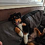 Arès participe au concours pour gagner de l'argent avec cette photo : dog, puppy, black, brown, white, cushion, indoor, window, relaxed, happy, pet, fur, paw, canine, smile, cozy, laying, cute, young, companion