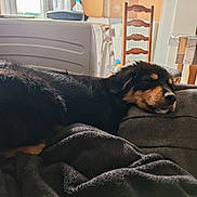 Arès a rejoint le concours — aidez-le/la à gagner de superbes lots ! dog, sleeping, couch, blanket, indoor, furniture, cozy, black_dog, brown_dog, resting, pet, living_room, chair, table, home, relaxed, soft_light, appliance, domestic, calm