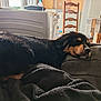 dog, sleeping, couch, blanket, indoor, furniture, cozy, black_dog, brown_dog, resting, pet, living_room, chair, table, home, relaxed, soft_light, appliance, domestic, calm