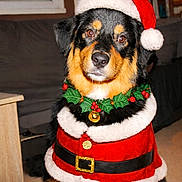 Arès a rejoint le concours — aidez-le/la à gagner de superbes lots ! animal, belt, black_and_tan, canine, christmas, christmas_costume, cute, decor, dog, festive, furniture, holiday, holly_wreath, indoor, pet, portrait, red_clothing, santa_hat, seasonal, white_fur_trim
