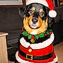 Arès a rejoint le concours — aidez-le/la à gagner de superbes lots ! animal, belt, black_and_tan, canine, christmas, christmas_costume, cute, decor, dog, festive, furniture, holiday, holly_wreath, indoor, pet, portrait, red_clothing, santa_hat, seasonal, white_fur_trim
