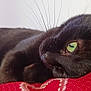 animal, black_cat, cat, close_up, cozy, cushion, domestic_cat, fur, green_eye, indoor, lying_down, pet, portrait, red_cushion, relaxed, resting, sleepy, soft_texture, whiskers, window_light