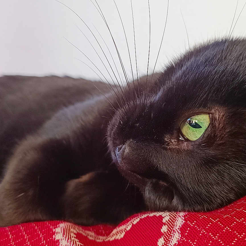 Fajitas a rejoint le concours — aidez-le/la à gagner de superbes lots ! animal, black_cat, cat, close_up, cozy, cushion, domestic_cat, fur, green_eye, indoor, lying_down, pet, portrait, red_cushion, relaxed, resting, sleepy, soft_texture, whiskers, window_light