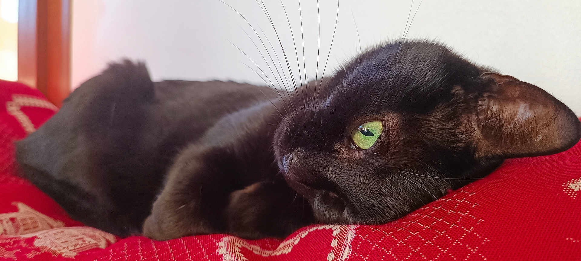 Fajitas a rejoint le concours — aidez-le/la à gagner de superbes lots ! black_cat, cat, pet, animal, green_eye, whiskers, lying_down, resting, cushion, red_cushion, indoor, close_up, fur, relaxed, window_light, cozy, domestic_cat, sleepy, soft_texture, portrait