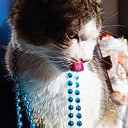 Luna participe au concours pour gagner de l'argent avec cette photo : cat, animal, pet, beads, blue, tongue, licking, fur, whiskers, sunlight, shadow, indoor, curious, closeup, portrait, playful, decorative, white, brown, striped
