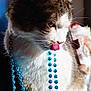 animal, beads, blue, brown, cat, closeup, curious, decorative, fur, indoor, licking, pet, playful, portrait, shadow, striped, sunlight, tongue, whiskers, white