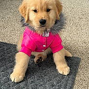 Izzy is registered to the contest to win money with this photo: puppy, golden_retriever, dog, pet, pink_jacket, fur_collar, carpet, mat, indoor, cute, fluffy, sitting, paw, collar, adorable, young_dog, canine, fashion, warm_clothing, animal