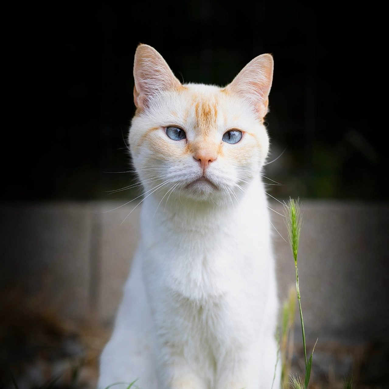 Neige participe au concours pour gagner de l'argent avec cette photo : animal, blue_eyes, calm, cat, closeup, cute, feline, fur, grass, mammal, nature, orange_markings, outdoor, pet, portrait, serene, sitting, whiskers, white_cat, wildlife