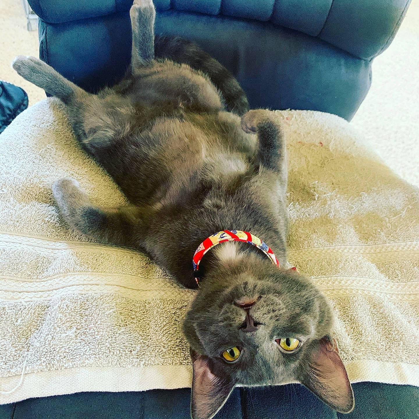 Durian is registered to the contest to win money with this photo: canidae, carnivore, cat, companion_dog, dog, dog_breed, dog_collar, dog_toy, ear, felidae, fur, korat, russian_blue, small_to_medium_sized_cats, sporting_group, whiskers