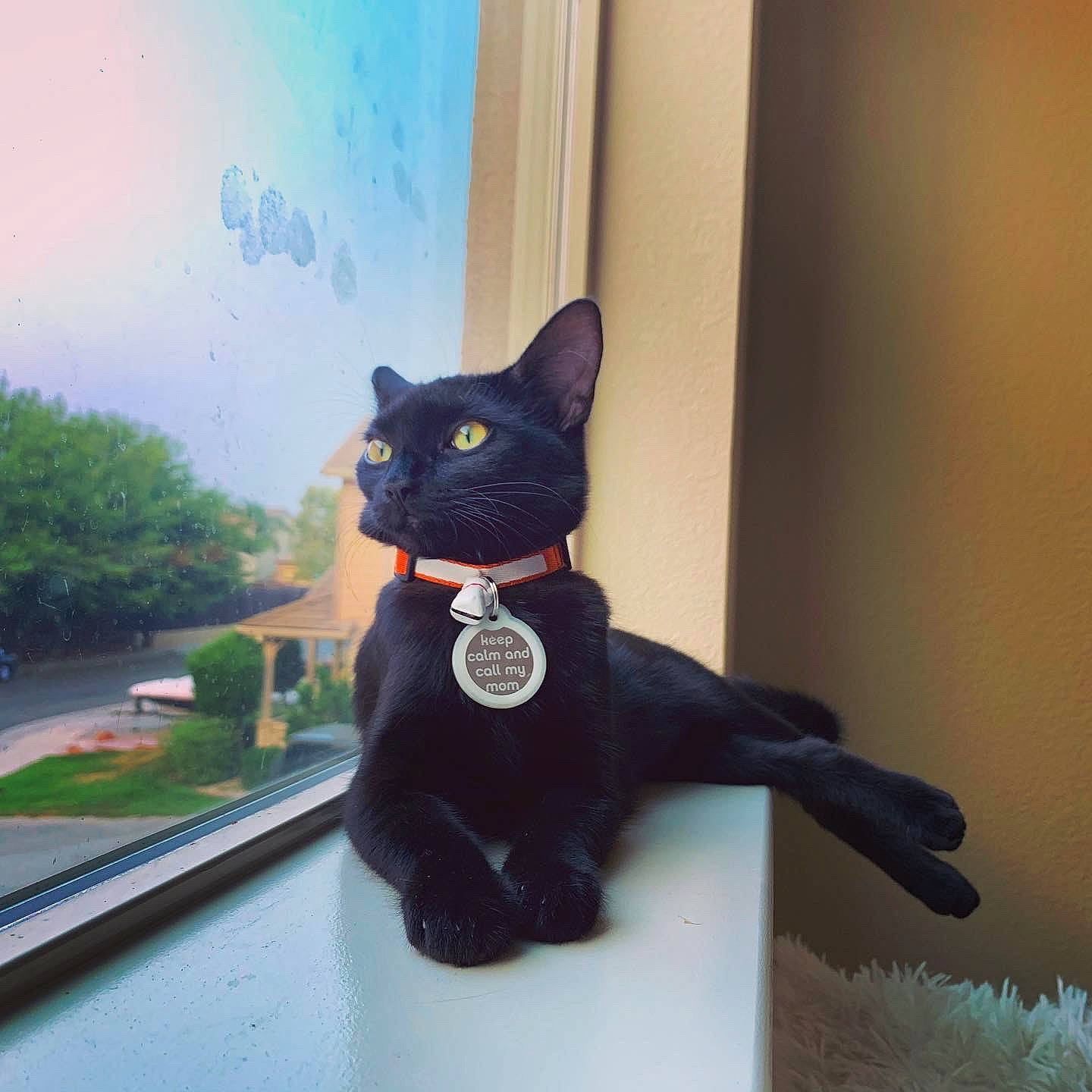 Chia is registered to the contest to win money with this photo: asian, black, black_cat, bombay, bow_tie, carnivore, cat, domestic_short_haired_cat, ear, eye, felidae, formal_wear, fur, polydactyl_cat, small_to_medium_sized_cats, tail, whiskers