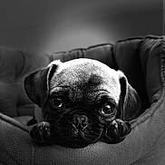 Potato joined the competition — help win amazing prizes! dog, puppy, pug, pet_bed, close_up, black_and_white, cute, animal, portrait, resting, soft_texture, indoor, young_dog, looking_at_camera, small_dog, adorable, snout, ears, paws, cozy
